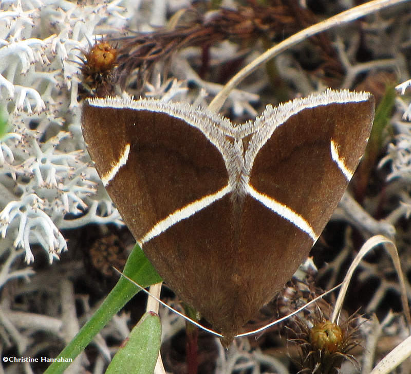 Short-lined chocolate moth (Argyrostrotis anilis) #8764