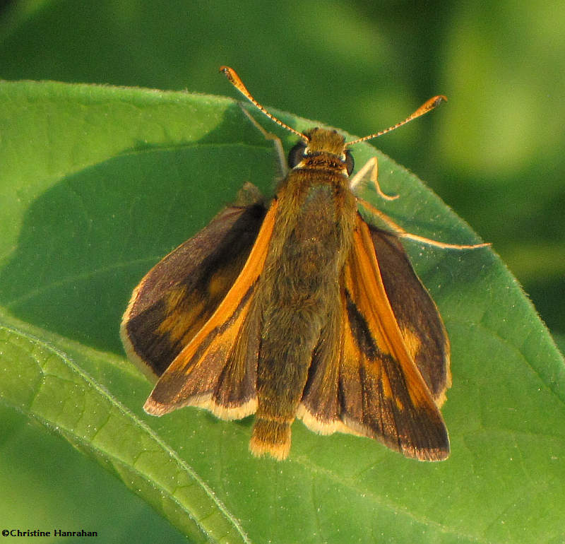 Long dash skipper (Polites mystic)