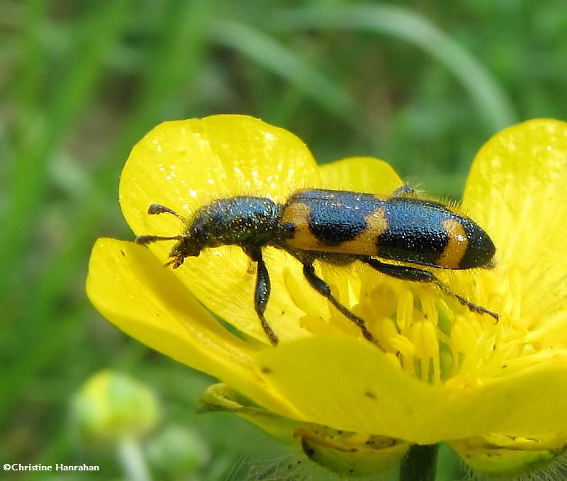 Checkered beetle (Trichodes nutalli) on buttercup