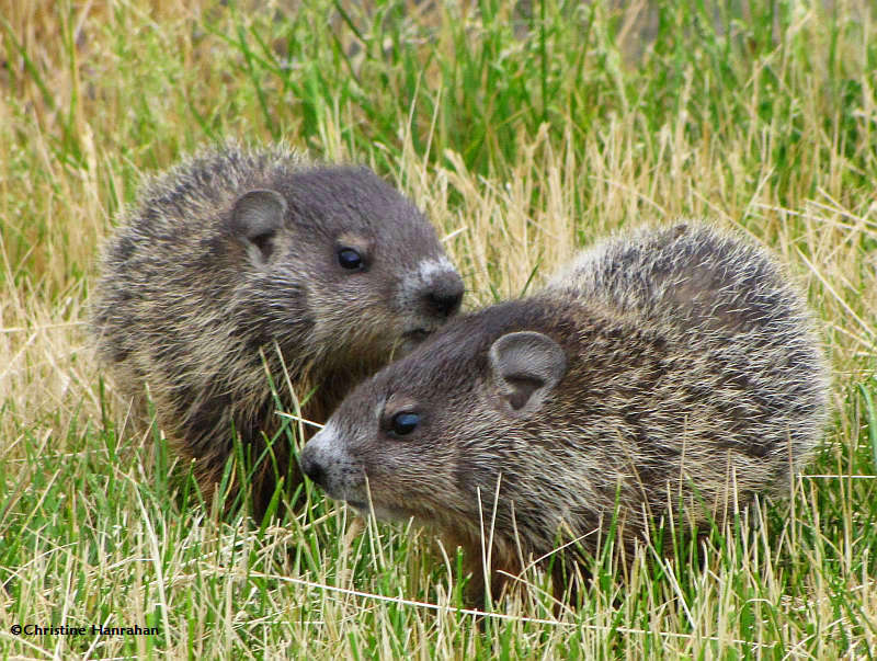 Groundhogs (Marmota monax)