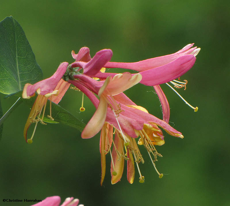 Goldflame honeysuckle (<em>Lonicera</em>)