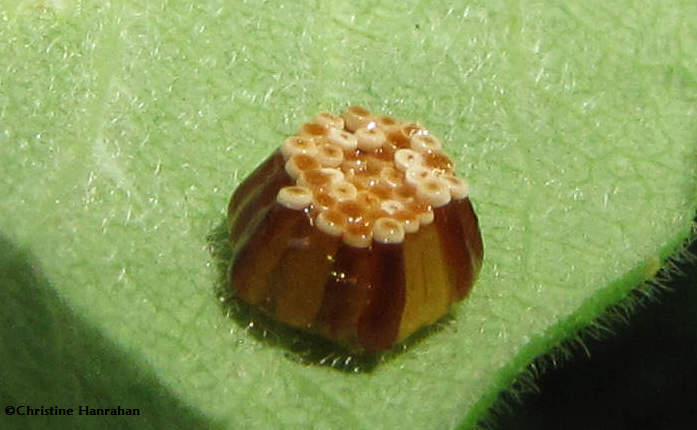 Eggs of an assassin bug (Zelus sp.)