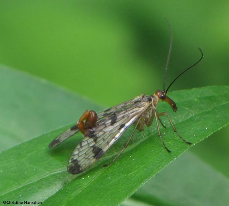 Scorpionflies, Hangingflies and Allies (Mecoptera)