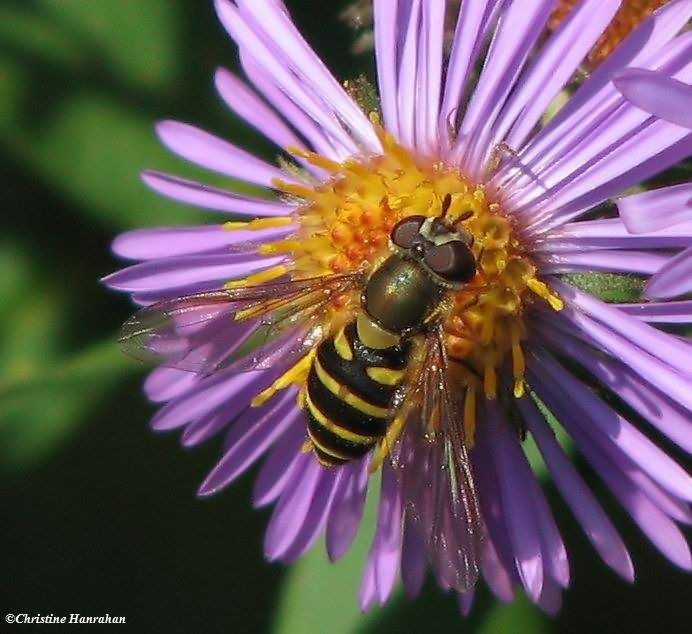 Hover fly (Epistrophe sp.) on New England aster