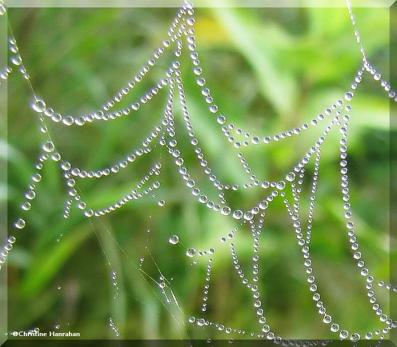 A string of pearls or...