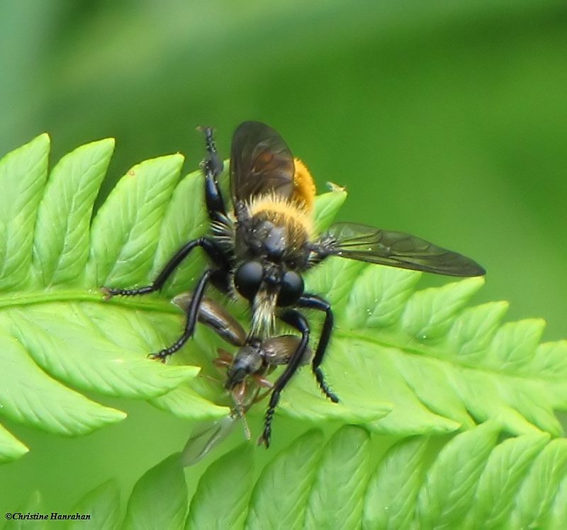 Robber fly (Laphria)  with prey. This is another bumblebee mimic