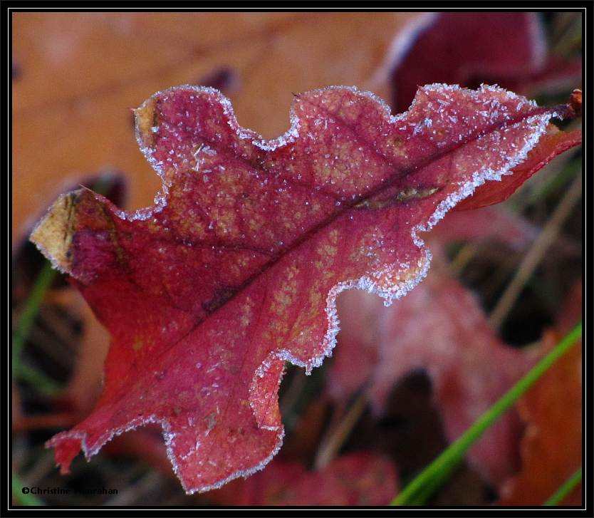 Ice crystals on oak leaf