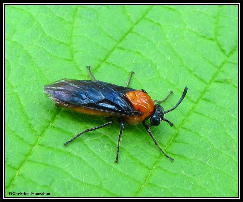 Birch sawfly (Arge pectoralis)