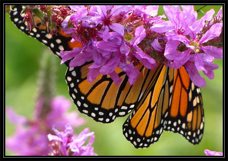 Monarch butterfly on purple loosestrife