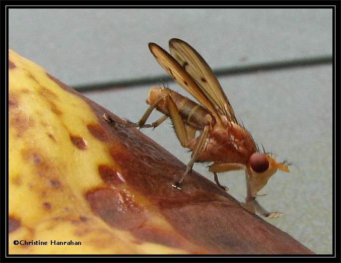 Probable Marsh Fly in the Genus Tetanocera