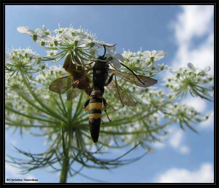 Ambush bug  (Phymata) with an Ichneumon sp. wasp