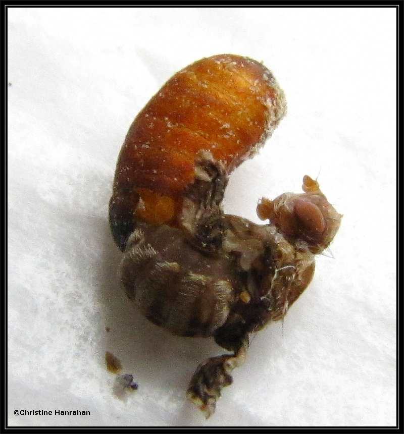 Emerging Goldenrod Gall Fly