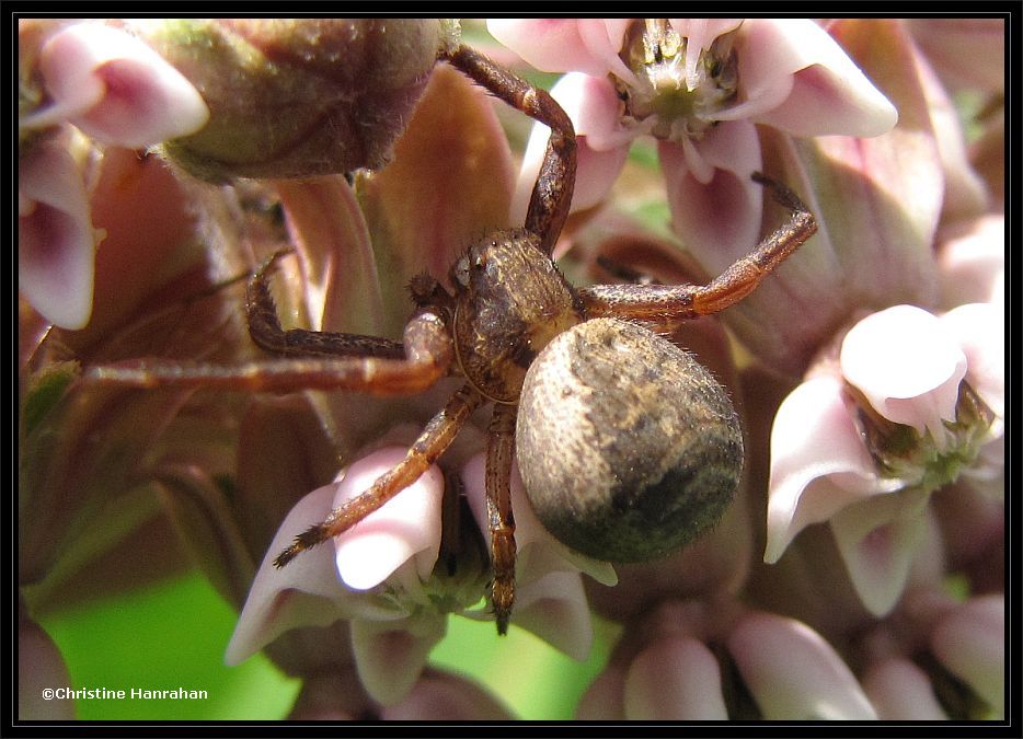 Ground crab spider  (<em>Xysticus </em>)