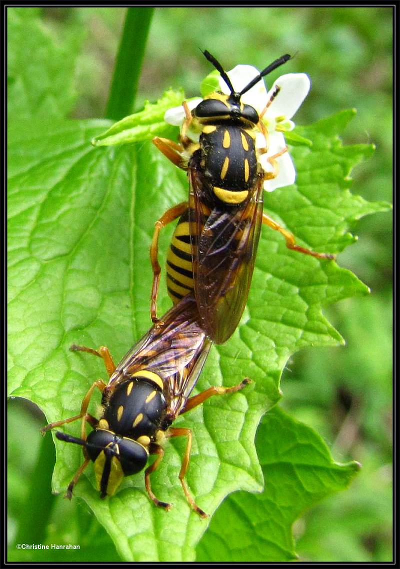 Hover flies (<em>Sphecomyia vittata</em>), a wasp mimic