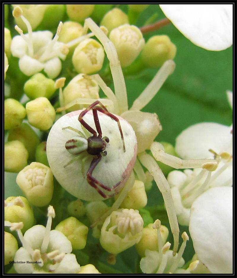 Goldenrod Crab spiders, male and female (<em>Misumena vatia</em>)