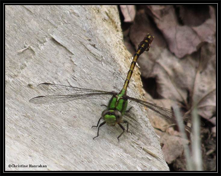 Rusty snaketail  (Ophiogomphus rupinsulensis)