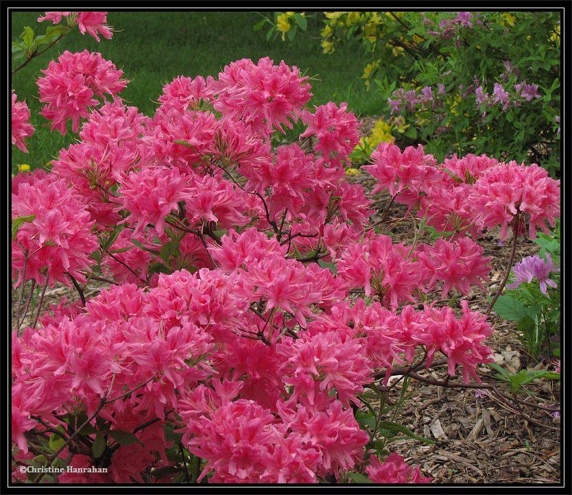 Azaleas