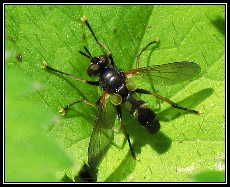 Tachinid fly (Hemyda aurata)