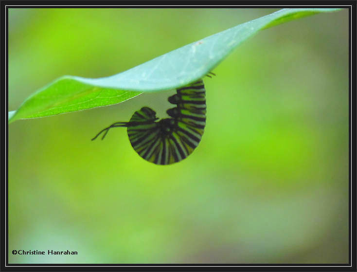 Monarch caterpillar (Danaus plexippus)