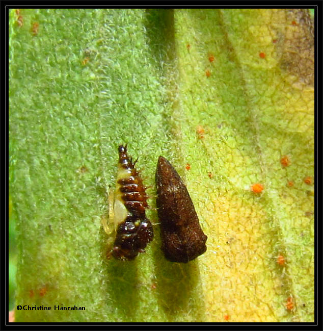 Treehoppers (Publilia) nymph and adult