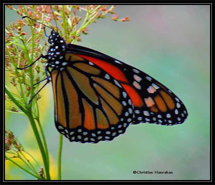 Monarch butterfly (Danaus plexippus) just before taking off