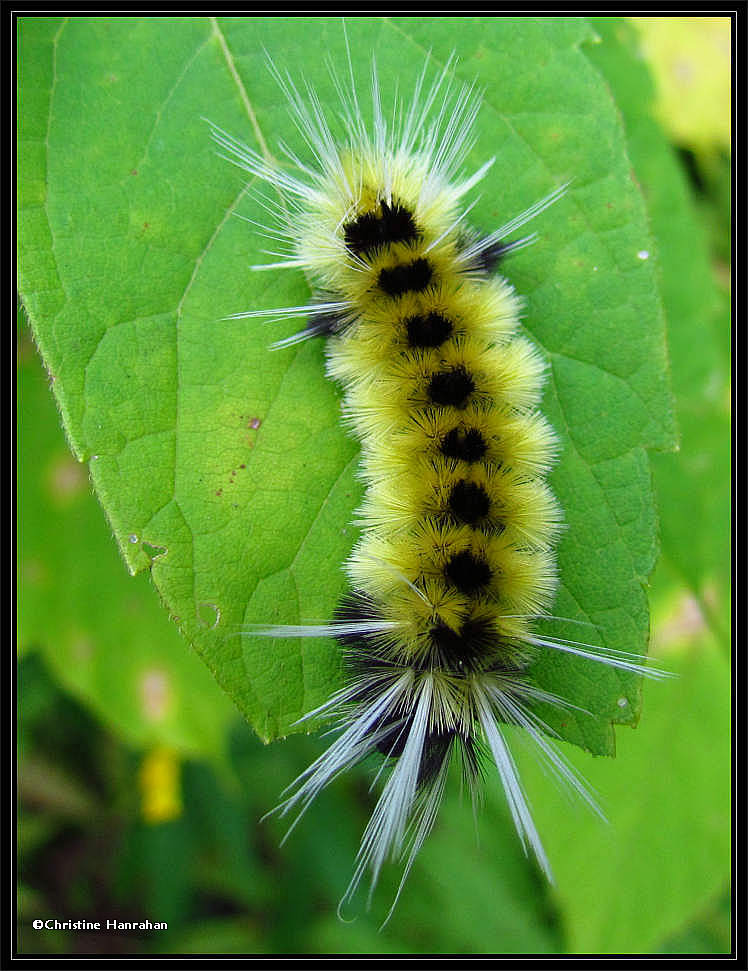 Spotted tussock moth caterpillar (<em>Lophocampa maculata</em>), #8214