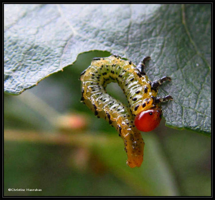 Sawfly larva  (<em>Arge</em>)