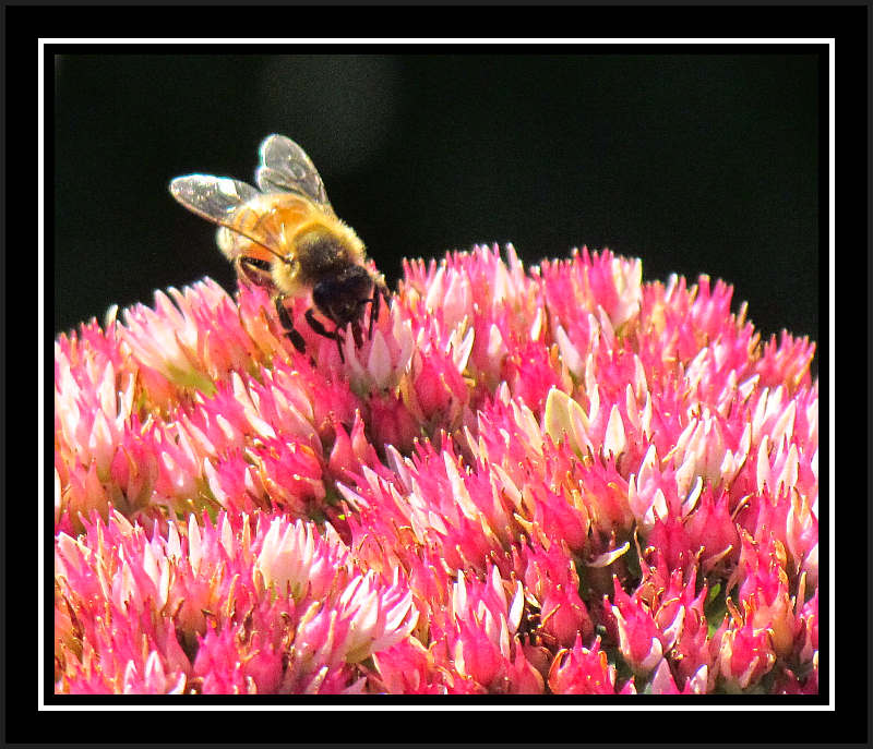 Honey bee (Apis mellifera) on Sedum
