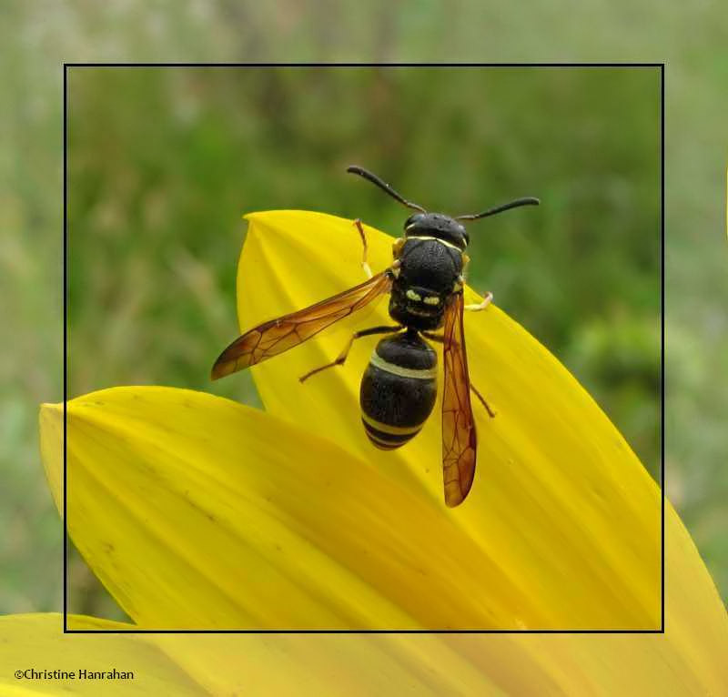 Catskill potter wasp (<em>Ancistrocerus catskill</em>)