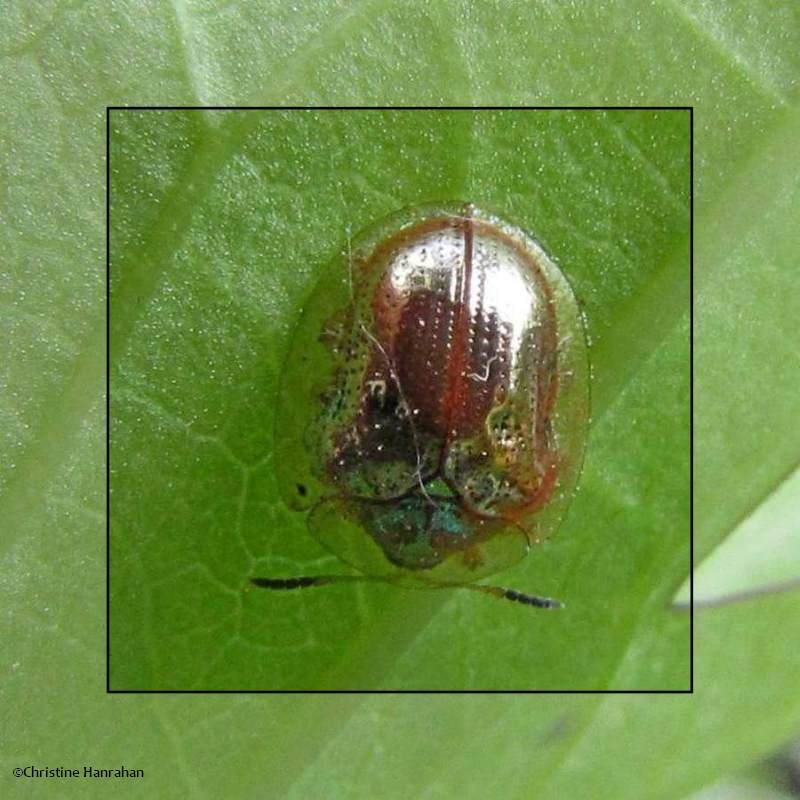 Golden tortoise beetle (Charidotella sexpunctata)