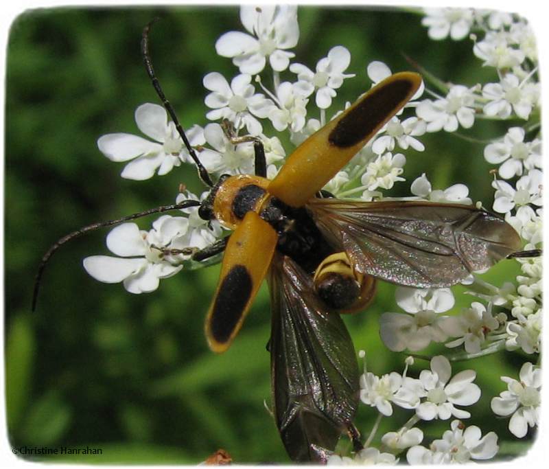 Pennsylvania leatherwing (Chauliognathus pensylvanicus)