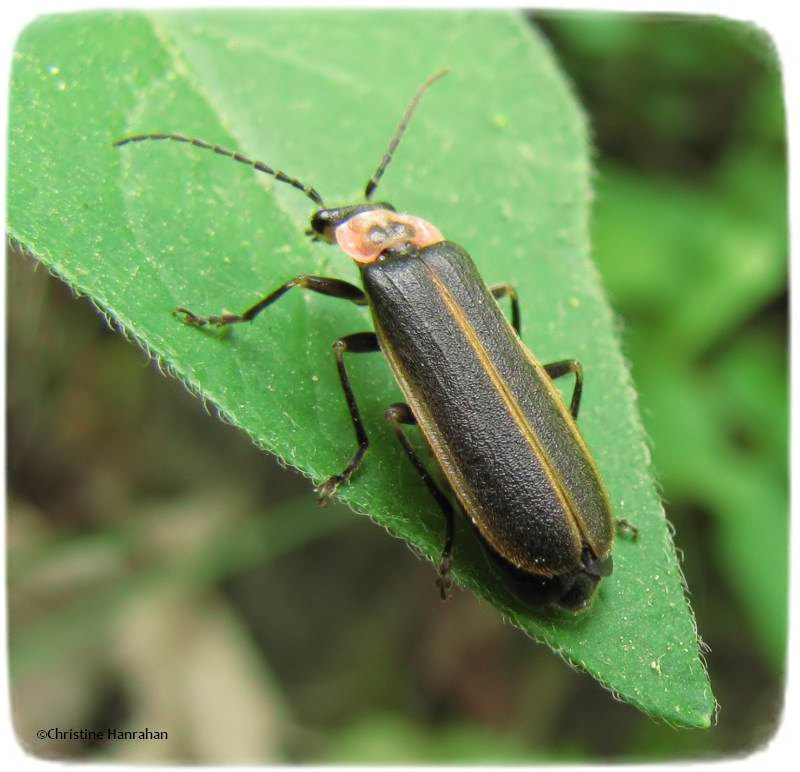 Soldier beetle (Podabrus)