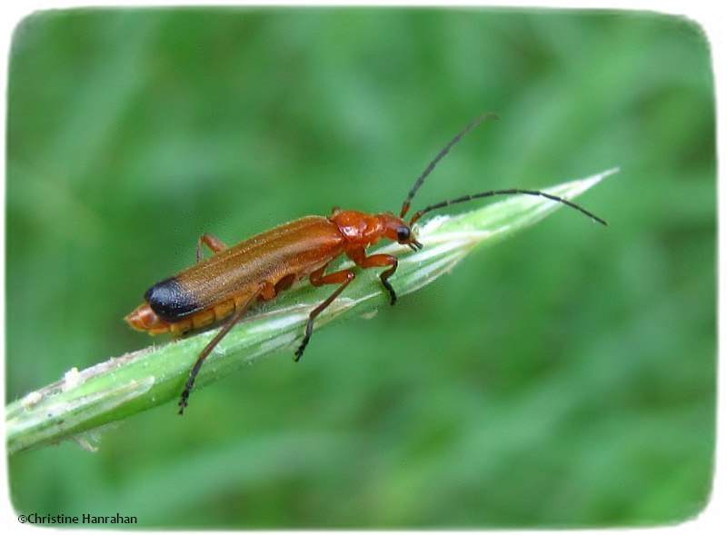 Soldier beetle (Rhagonycha fulva)