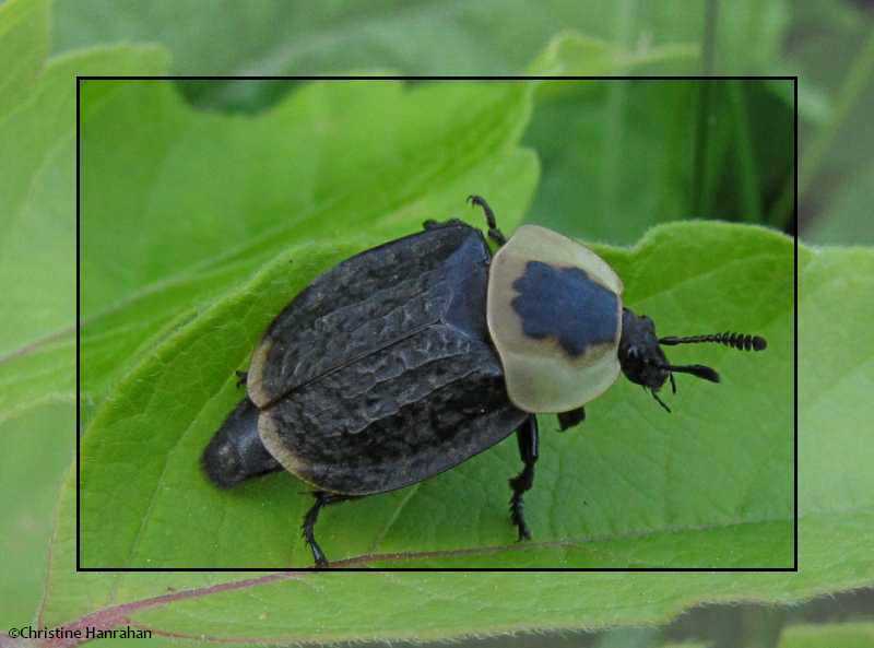 Burying beetle (Necrophila americana)