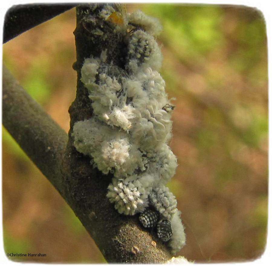 Woolly alder aphids (<em>Prociphilus tessellatus</em>)