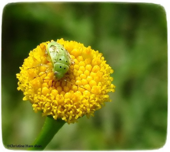 Plant bug nymph on tansy, most likely Lygus sp.