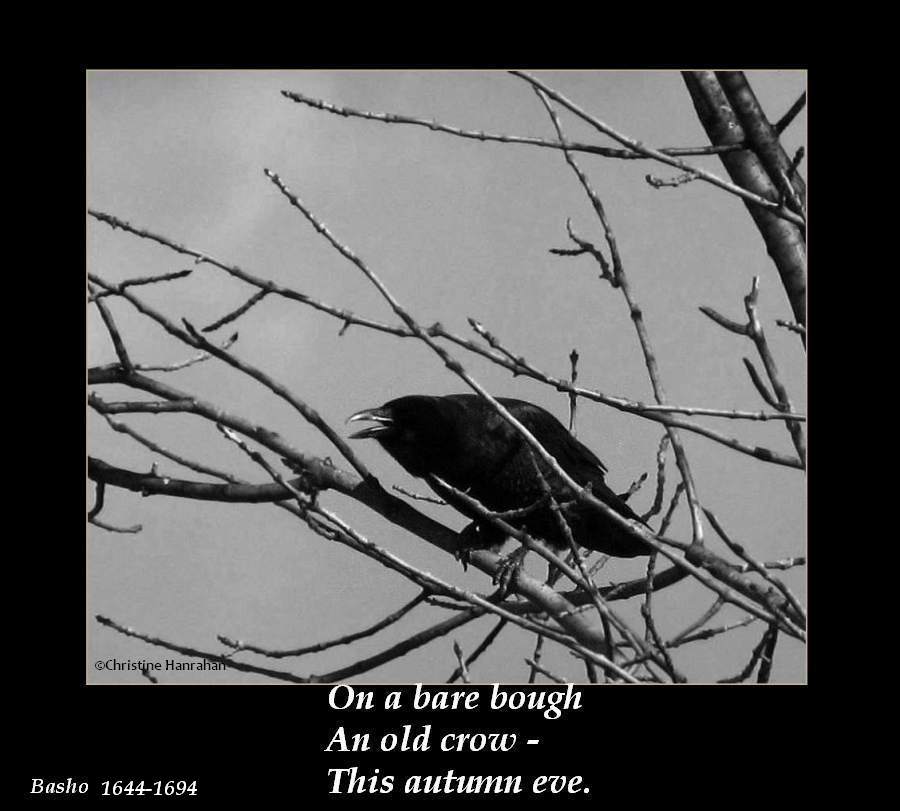 Haiku #8: On a bare bough