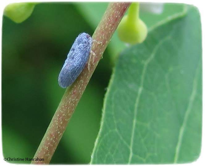 Planthopper (Cedusa)