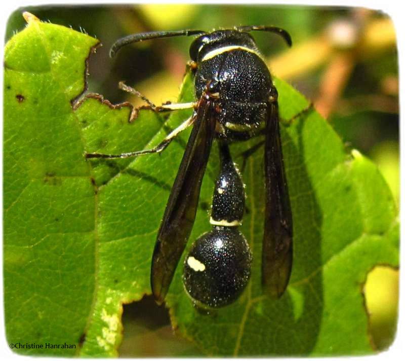 Potter wasp (Eumenes)