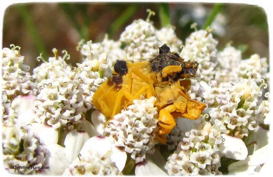 Ambush bugs (Phymata)