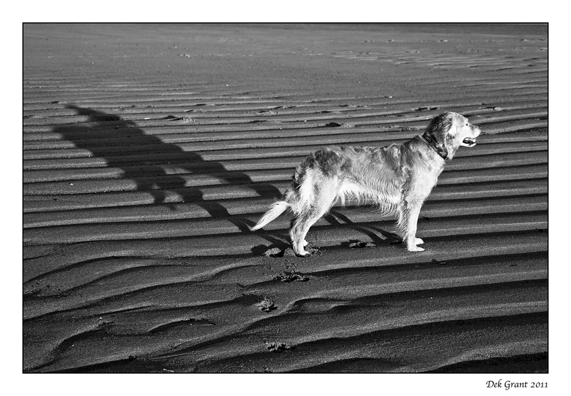 as the dog sees