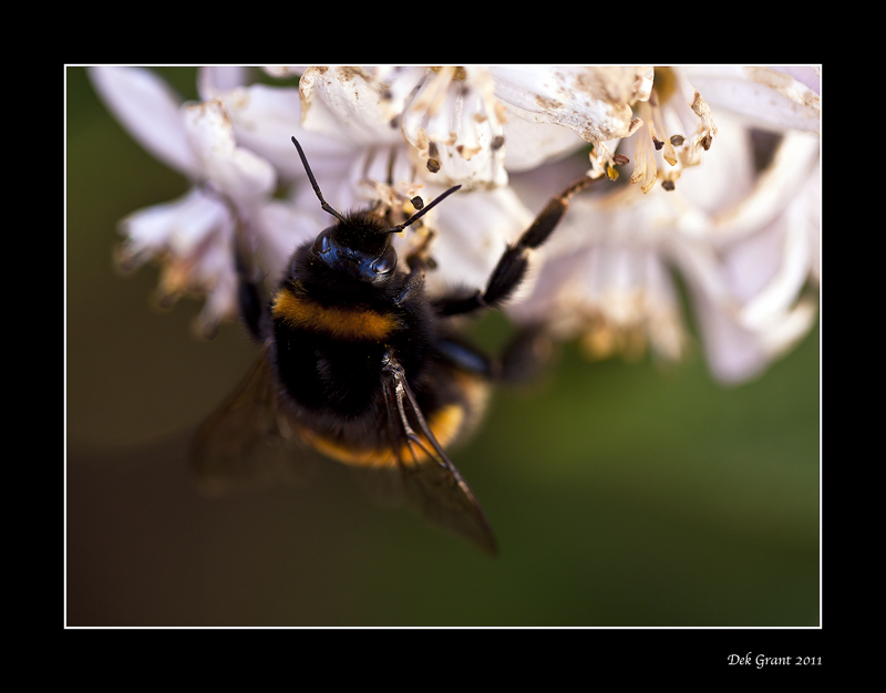 bumble