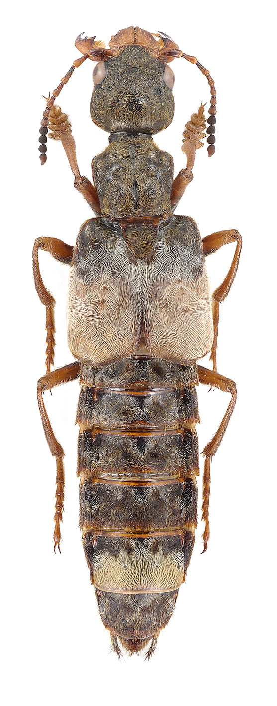 Rhyncocheilus griseosericans (Fam. Staphylinidae), China