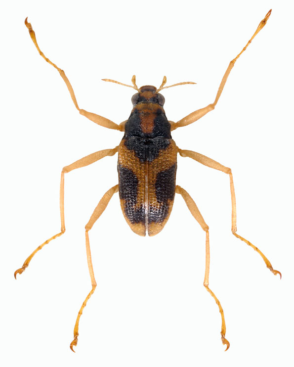 Spider riffle beetle (Ancyronyx hjarnei; Fam. Elmidae), Sulawesi - body length without legs: 1.2 mm