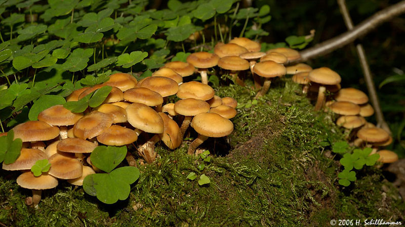 Kuehneromyces mutabilis