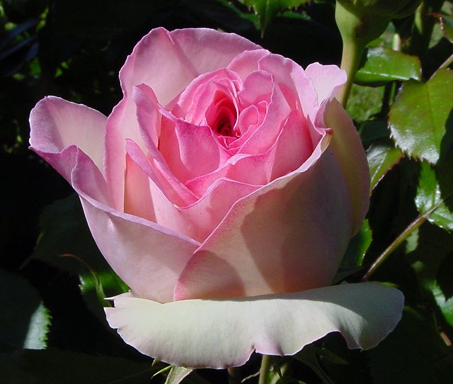 rose50064.JPG