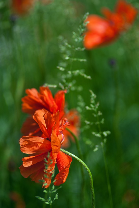 Natures Blossoms