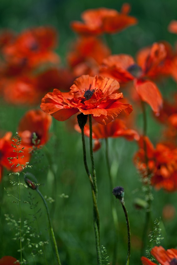 Natures Blossoms