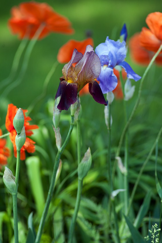 Natures Blossoms