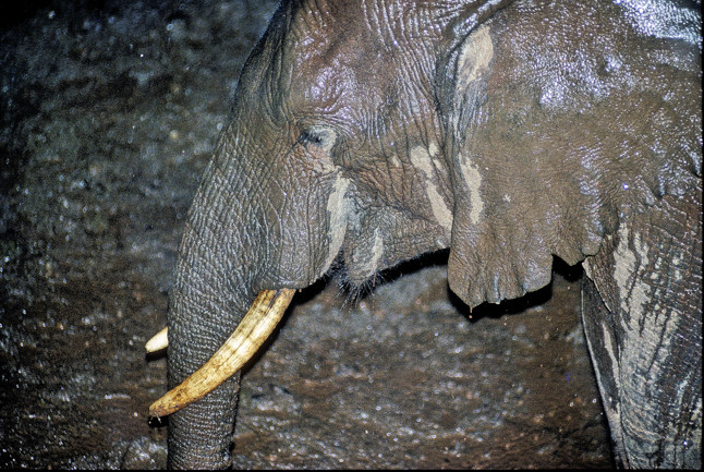 Elephant in Rain